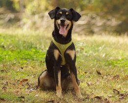 Scooby, an adopted Miniature Pinscher & Terrier Mix in Greenville, SC_image-2