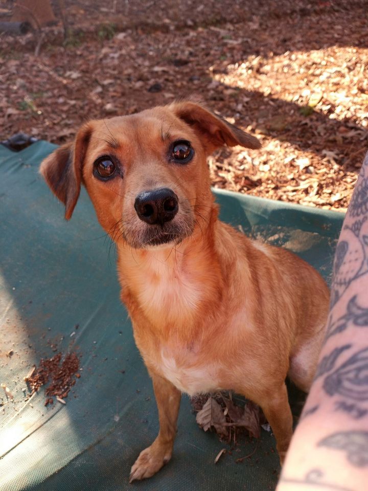 Dog for adoption - Lucy, a German Pinscher & Jack Russell Terrier Mix