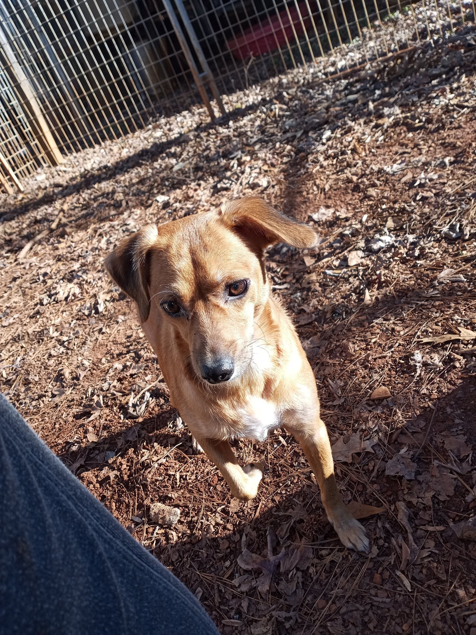 Lucy, an adoptable German Pinscher, Jack Russell Terrier in Lawrenceville, GA, 30046 | Photo Image 2