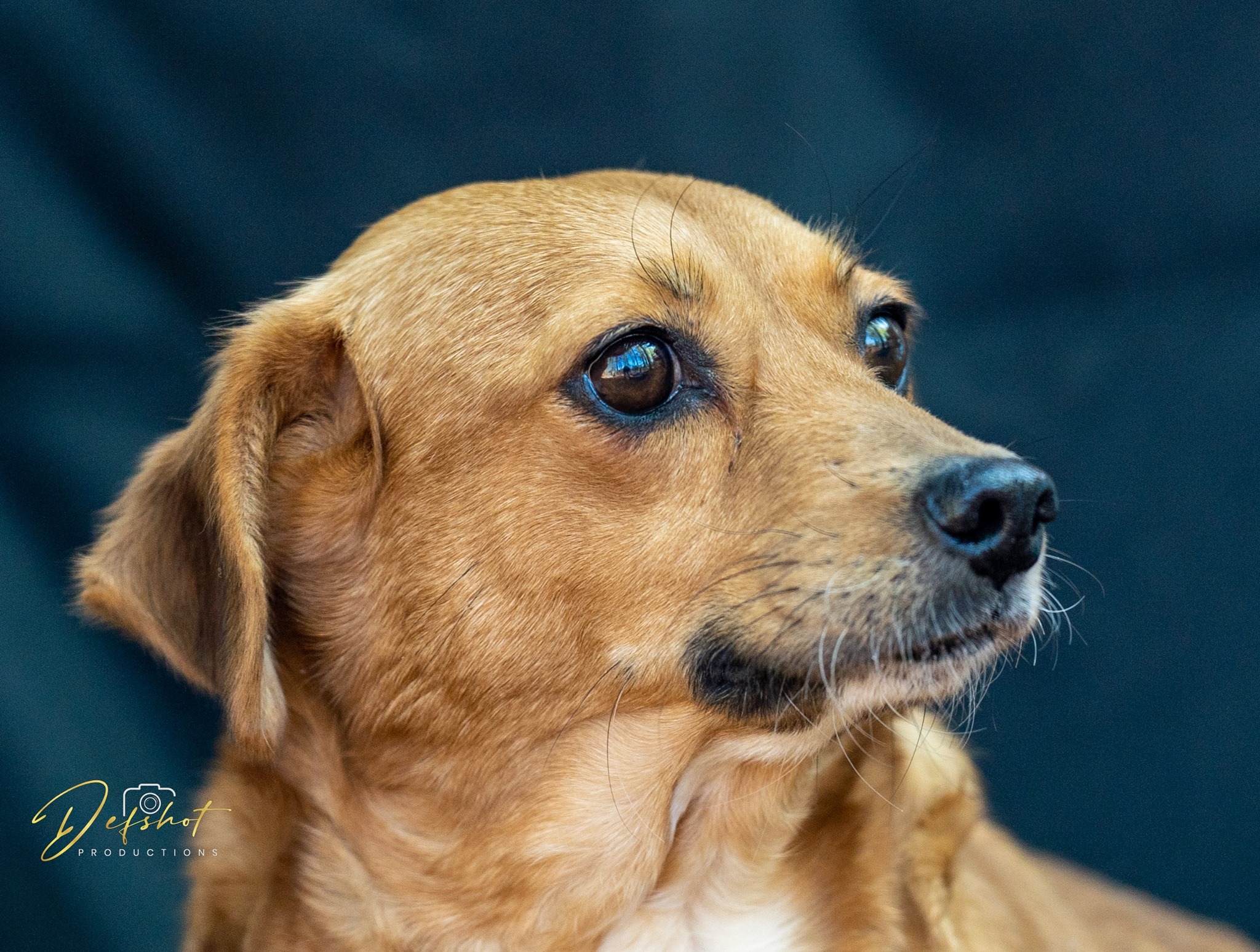 Lucy, an adoptable German Pinscher, Jack Russell Terrier in Lawrenceville, GA, 30046 | Photo Image 3