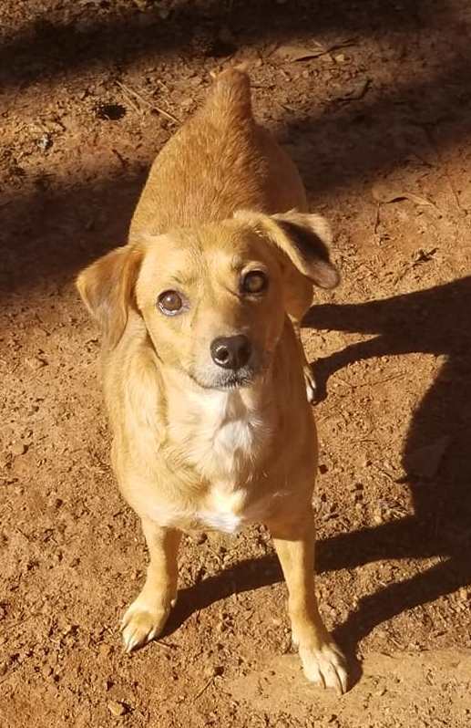 Lucy, an adoptable German Pinscher, Jack Russell Terrier in Lawrenceville, GA, 30046 | Photo Image 4