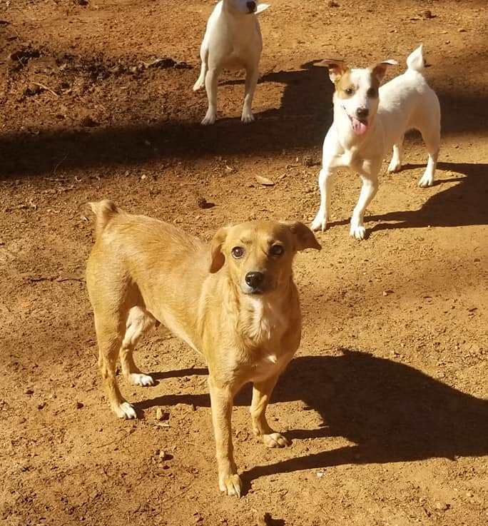 Lucy, an adoptable German Pinscher, Jack Russell Terrier in Lawrenceville, GA, 30046 | Photo Image 5