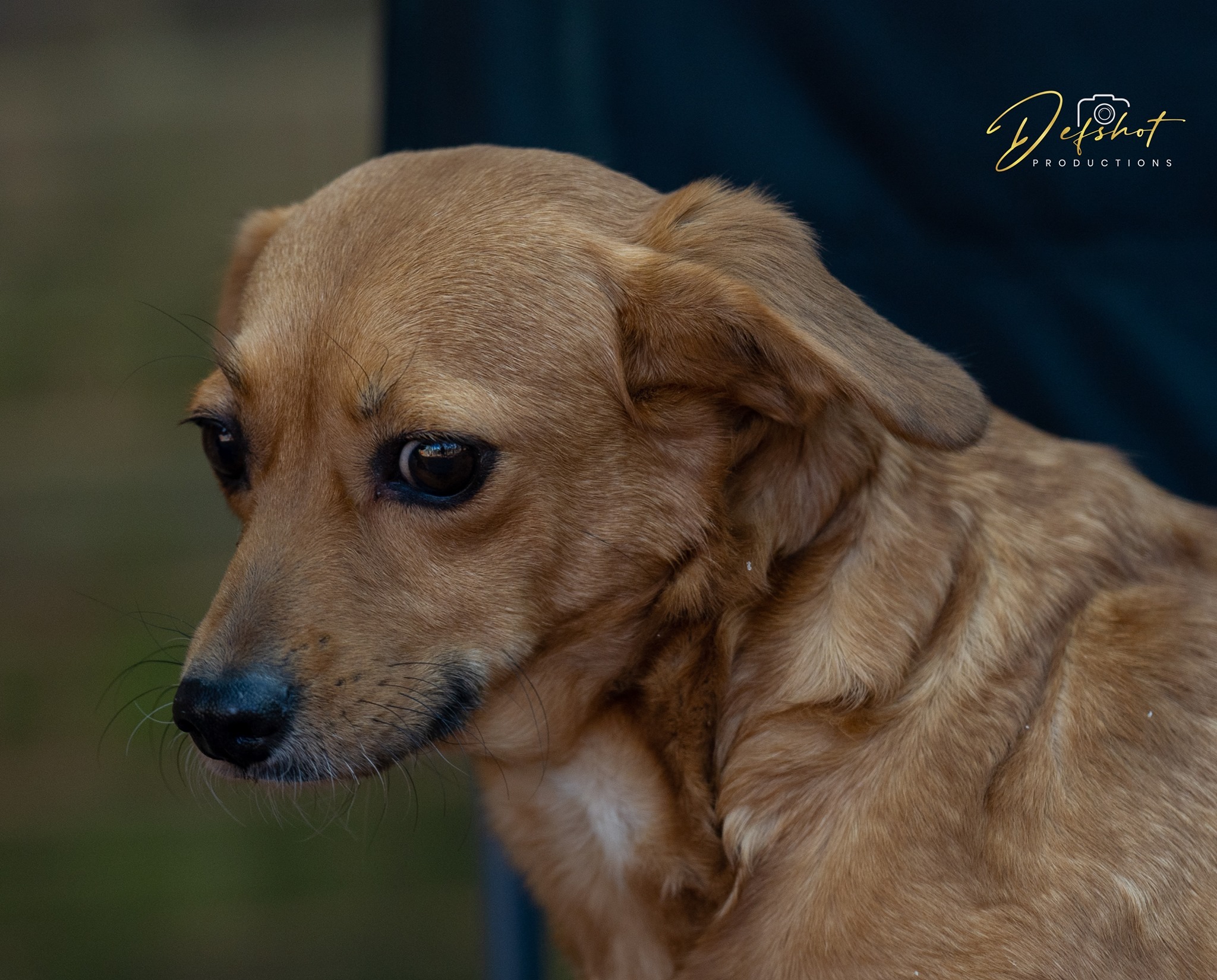 Lucy, an adoptable German Pinscher, Jack Russell Terrier in Lawrenceville, GA, 30046 | Photo Image 6