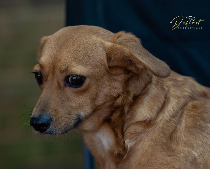 Jack russell terrier store mini pinscher mix