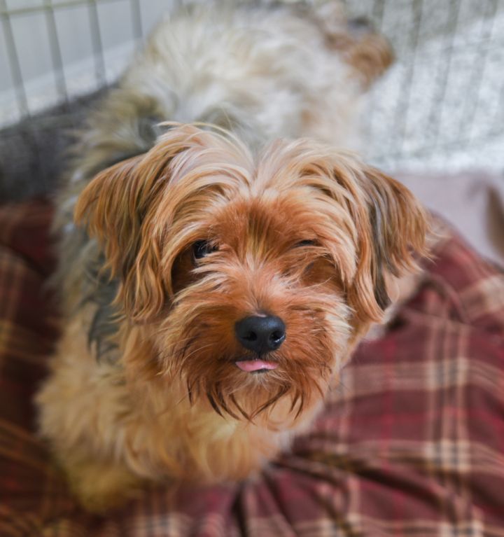 Benedict Cumberbark, an adopted Yorkshire Terrier & Schnauzer Mix in Chattanooga, TN_image-2