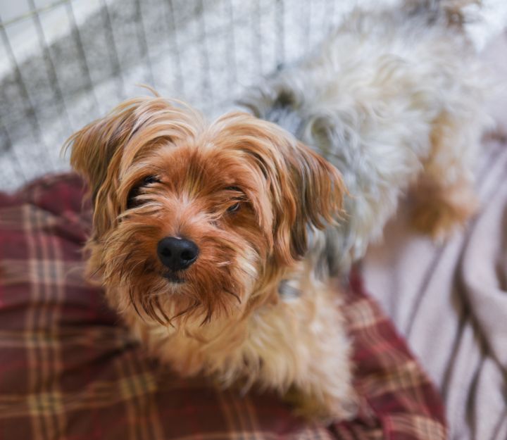 Benedict Cumberbark, an adopted Yorkshire Terrier & Schnauzer Mix in Chattanooga, TN_image-3
