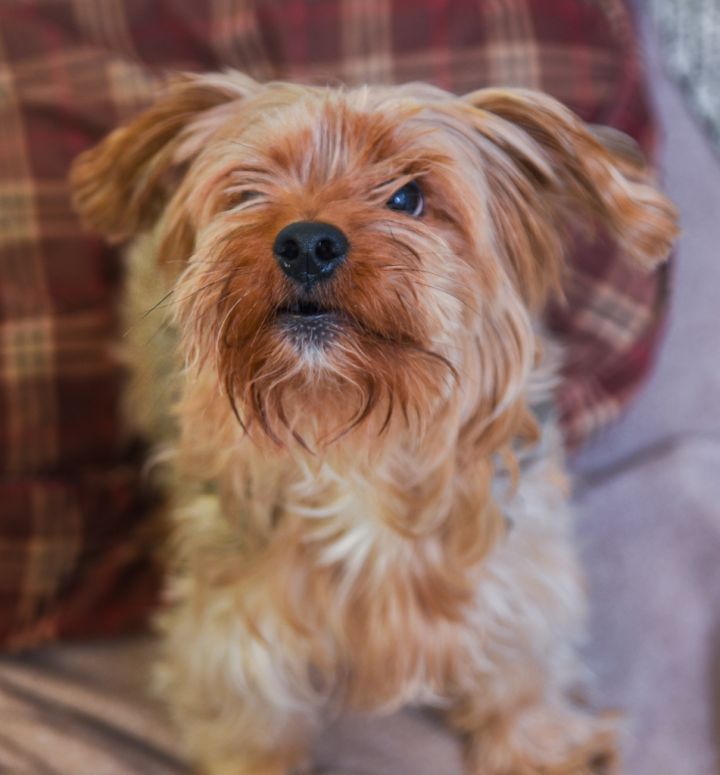 Benedict Cumberbark, an adopted Yorkshire Terrier & Schnauzer Mix in Chattanooga, TN_image-5