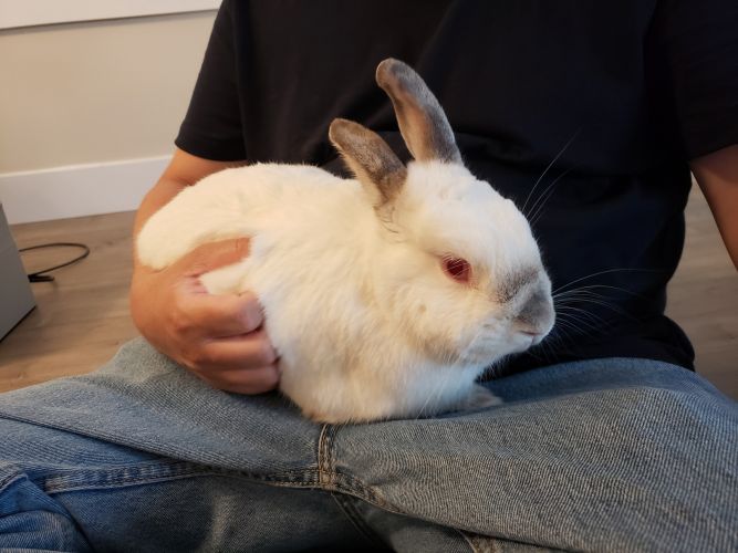 Stella (Vancouver)