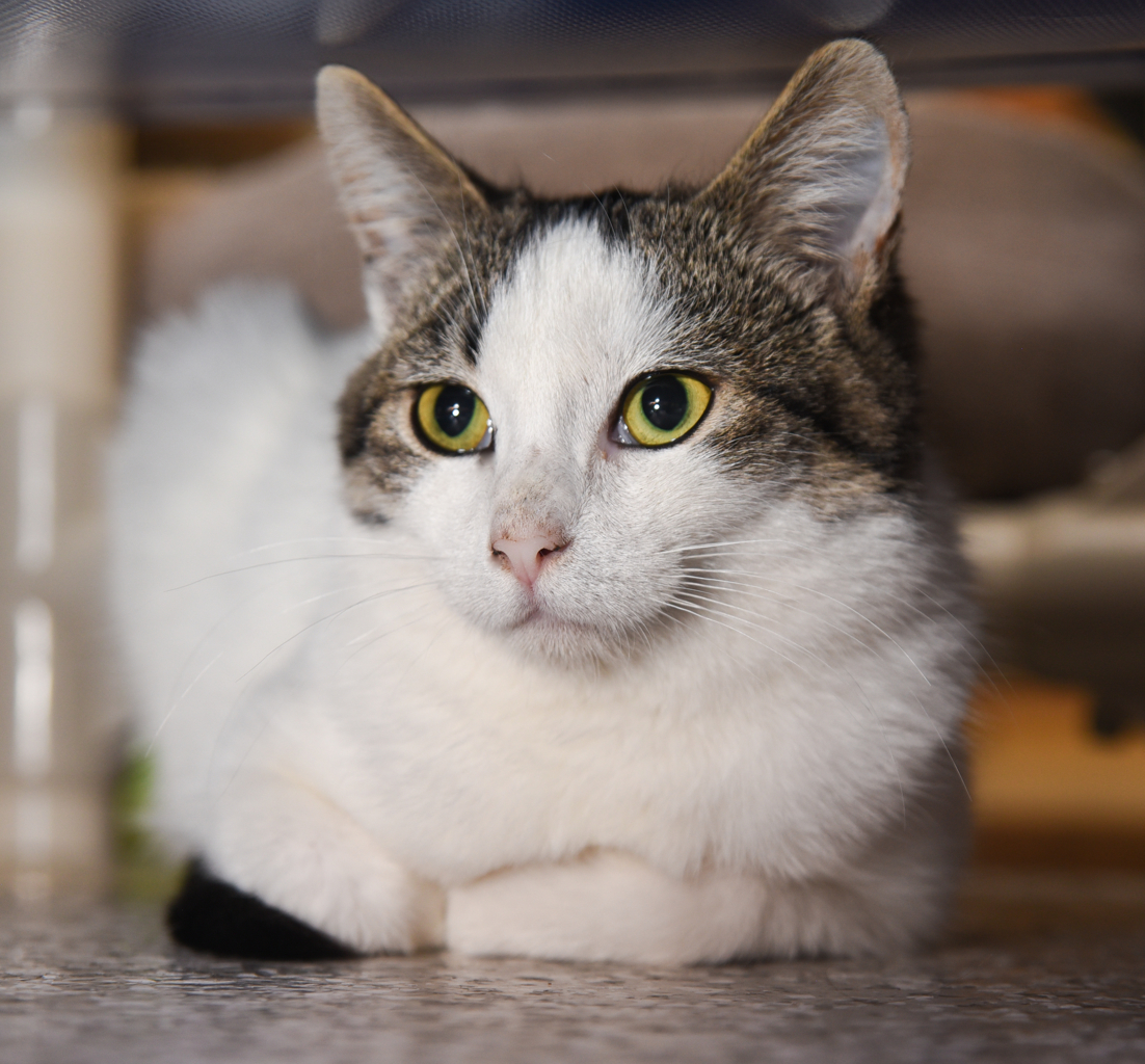 Alberta, an adoptable Tuxedo, Domestic Short Hair in Chattanooga, TN, 37415 | Photo Image 2