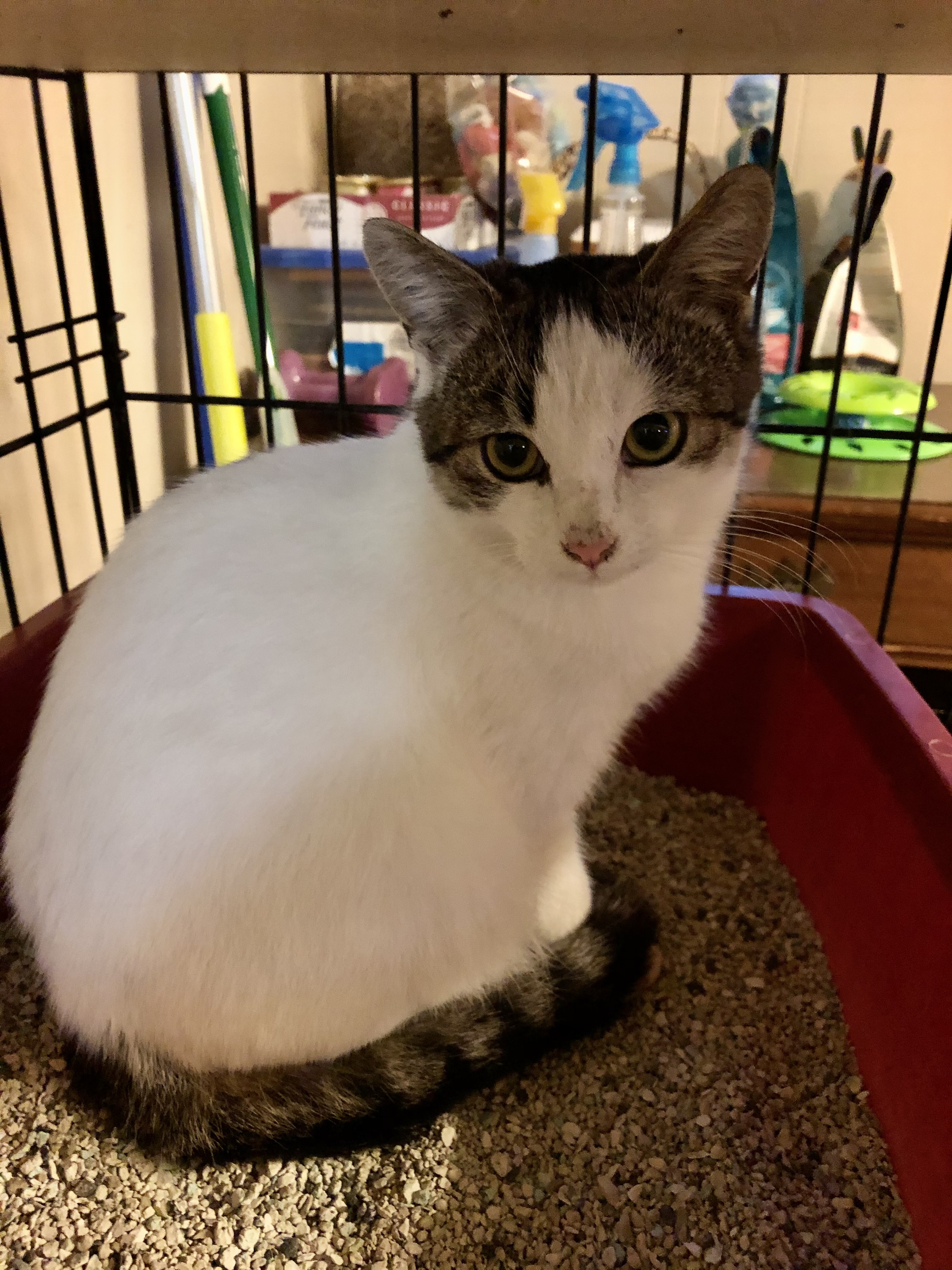 Alberta, an adoptable Tuxedo, Domestic Short Hair in Chattanooga, TN, 37415 | Photo Image 4