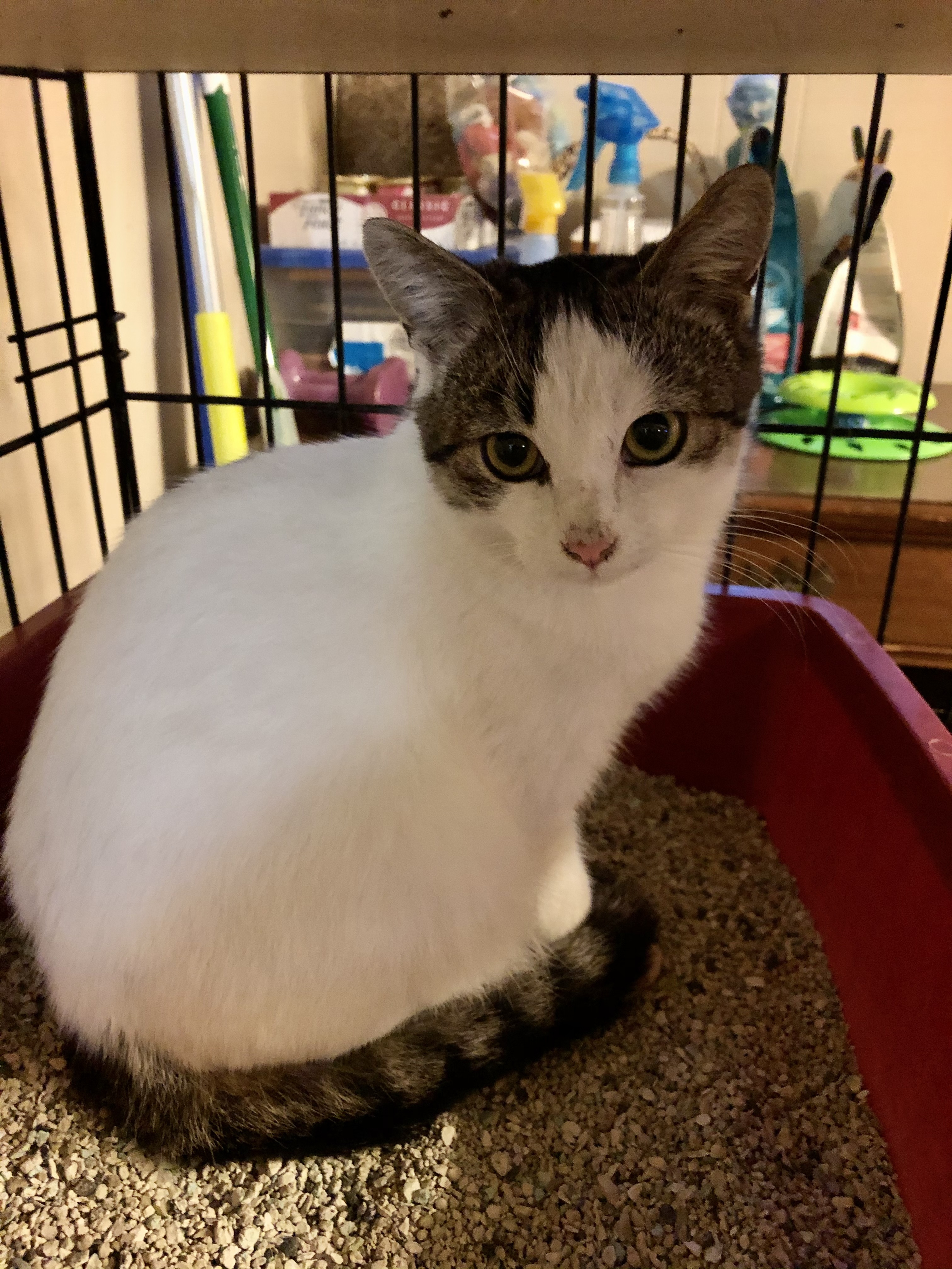 Alberta, an adoptable Tuxedo, Domestic Short Hair in Chattanooga, TN, 37415 | Photo Image 6