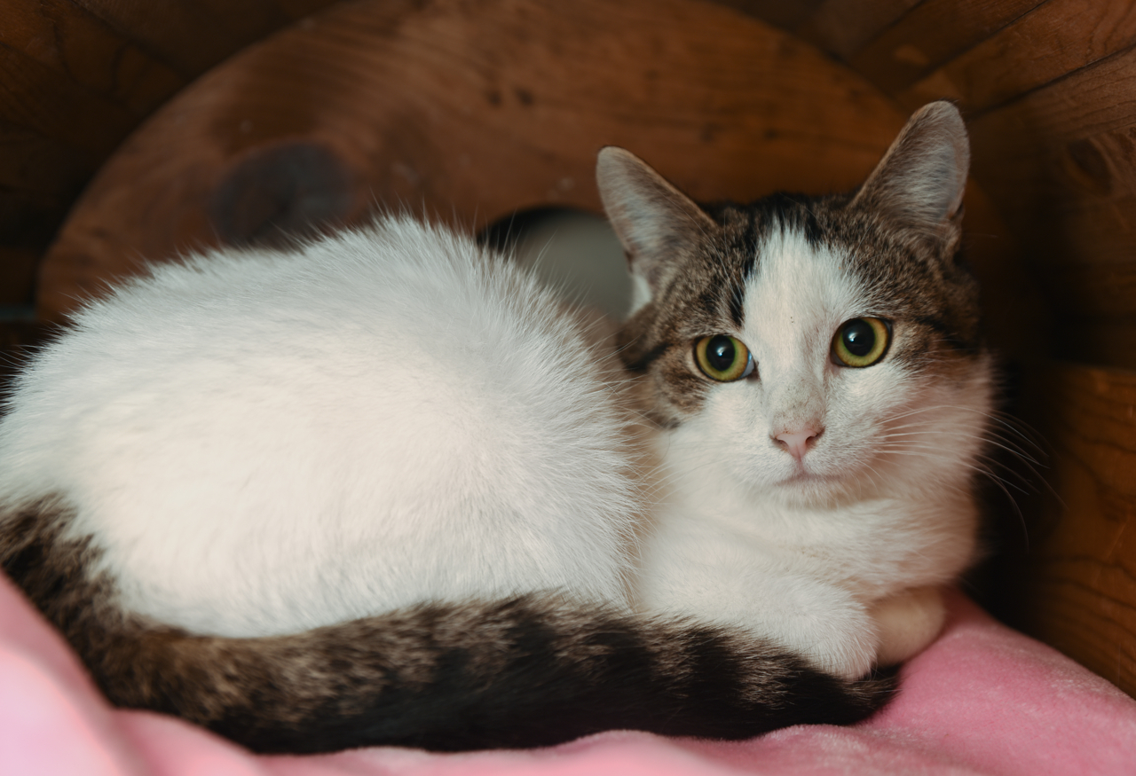 Alberta, an adoptable Tuxedo, Domestic Short Hair in Chattanooga, TN, 37415 | Photo Image 8