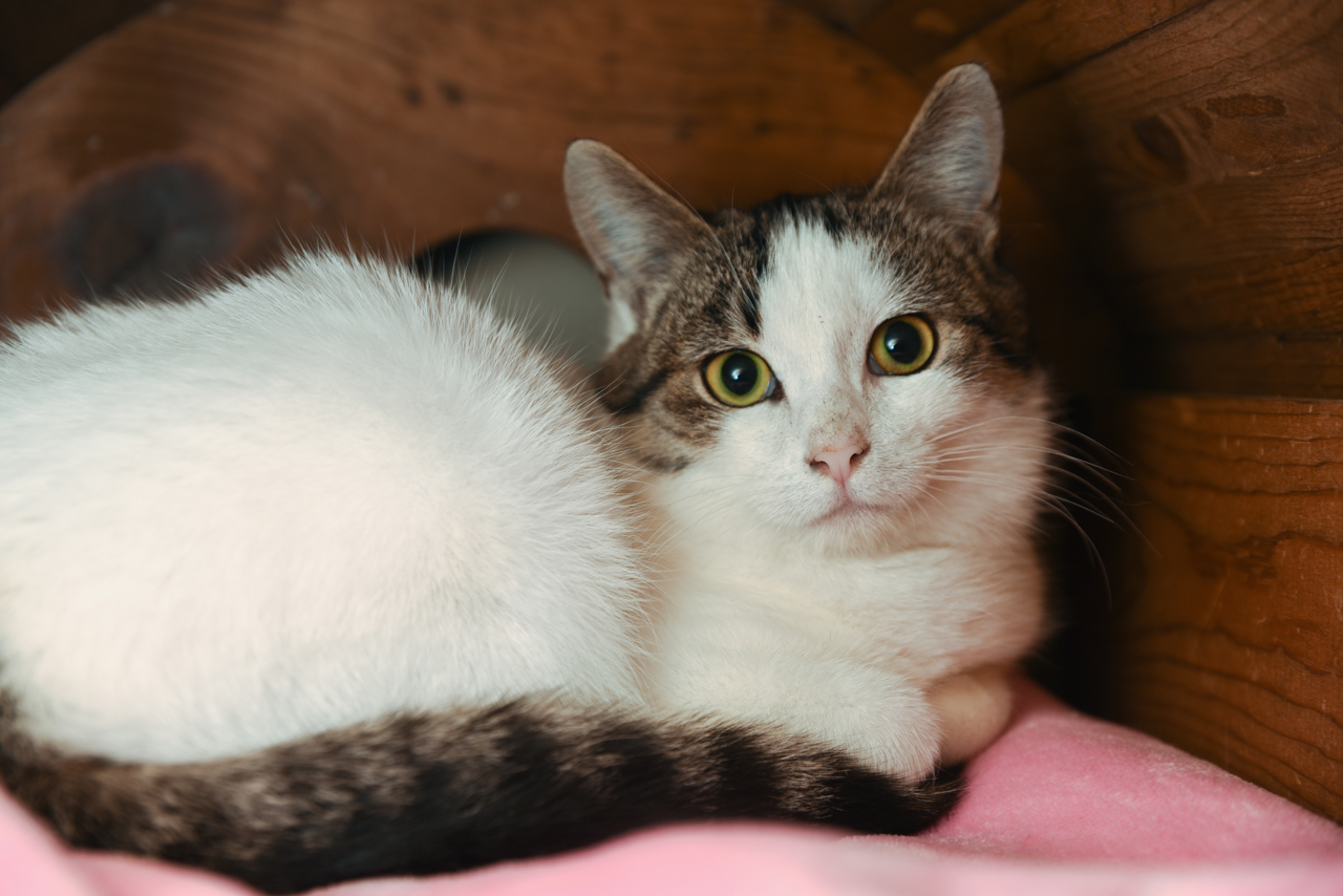 Alberta, an adoptable Tuxedo, Domestic Short Hair in Chattanooga, TN, 37415 | Photo Image 9