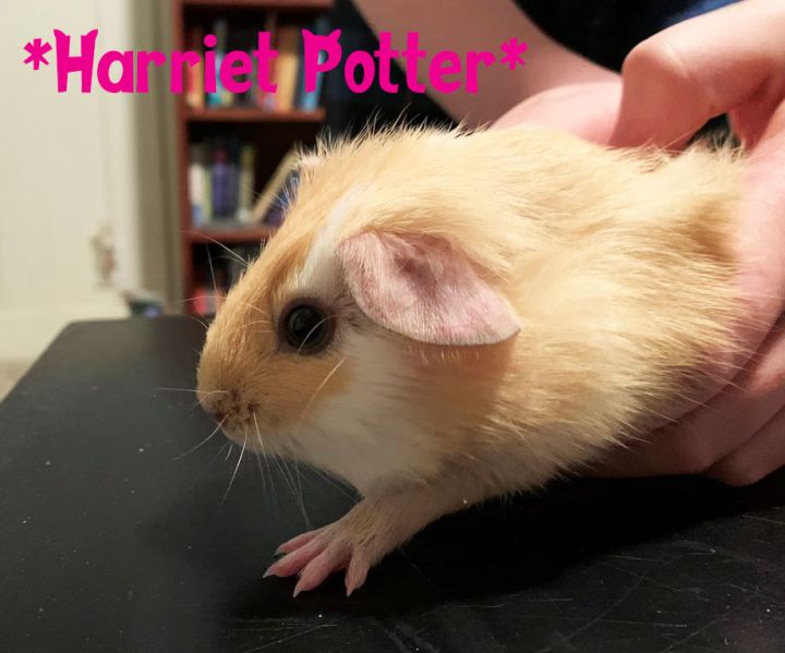 Harriet Potter 1