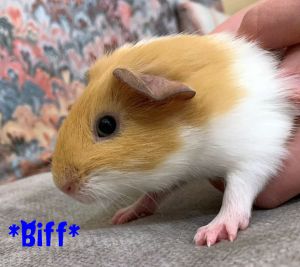 Biff (Bonded with Happy)