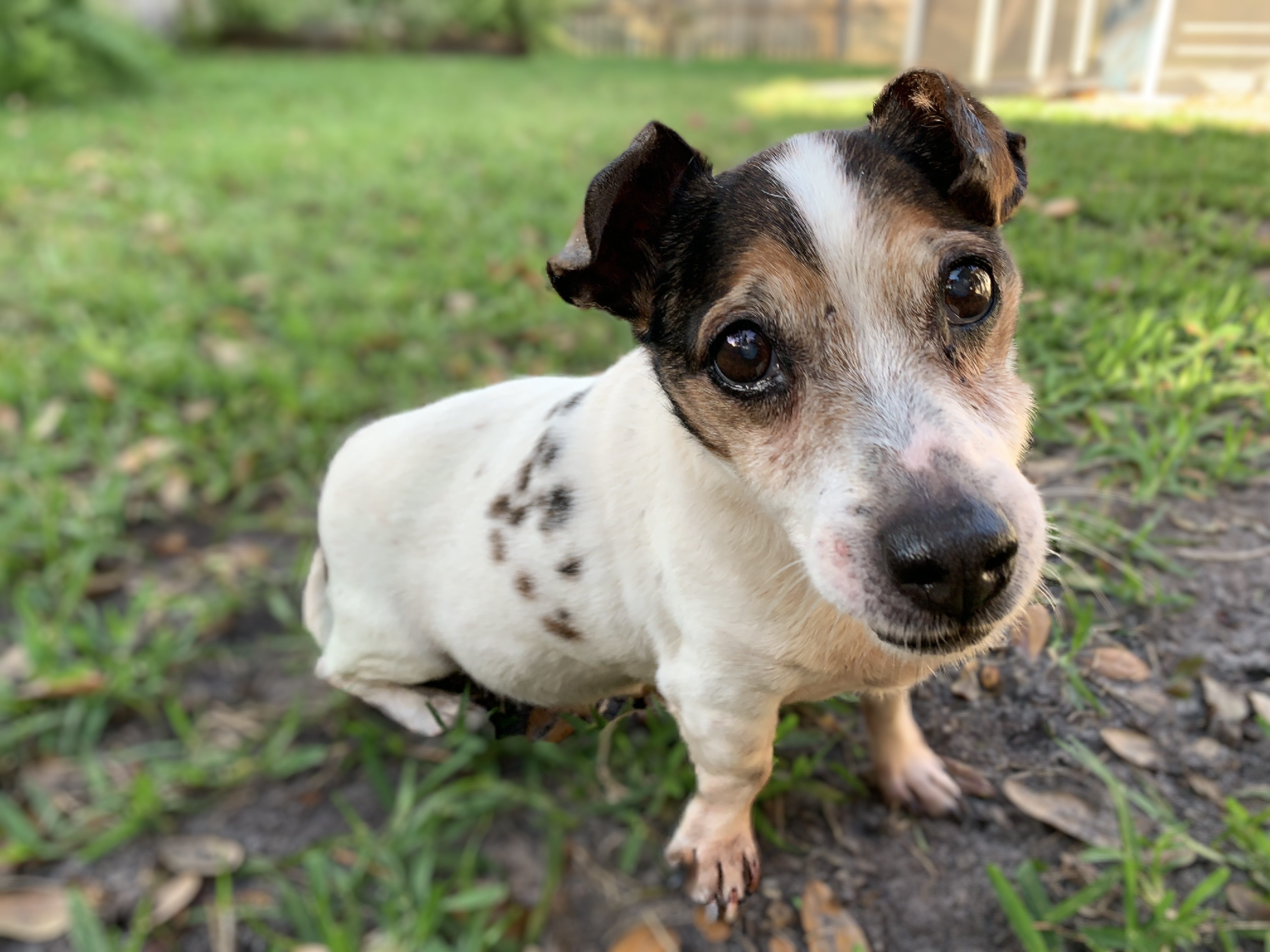 Dog for adoption - Jackson, a Jack Russell Terrier & Dachshund Mix in ...