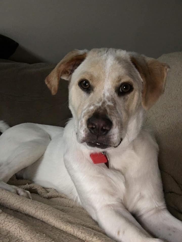 Boomer G, an adoptable Labrador Retriever Mix in New York, NY_image-3