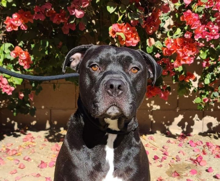 Barnie, an adoptable American Bulldog in Mission Viejo, CA_image-1