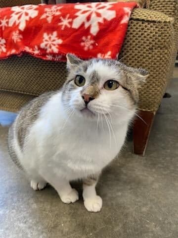 Tom Kitty (DCS-A-5533), an adoptable Domestic Short Hair Mix in Sheridan, WY_image-2