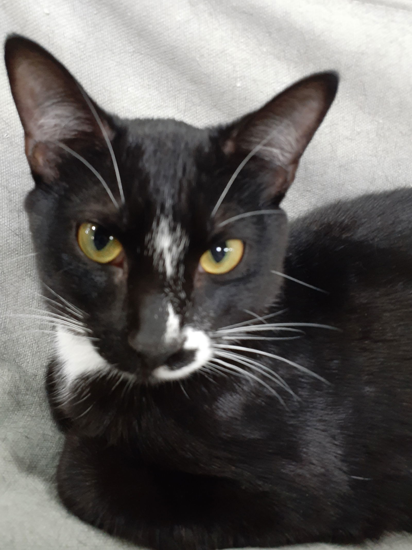 Mitsy2, an adoptable Domestic Short Hair in Margate, FL, 33068 | Photo Image 1