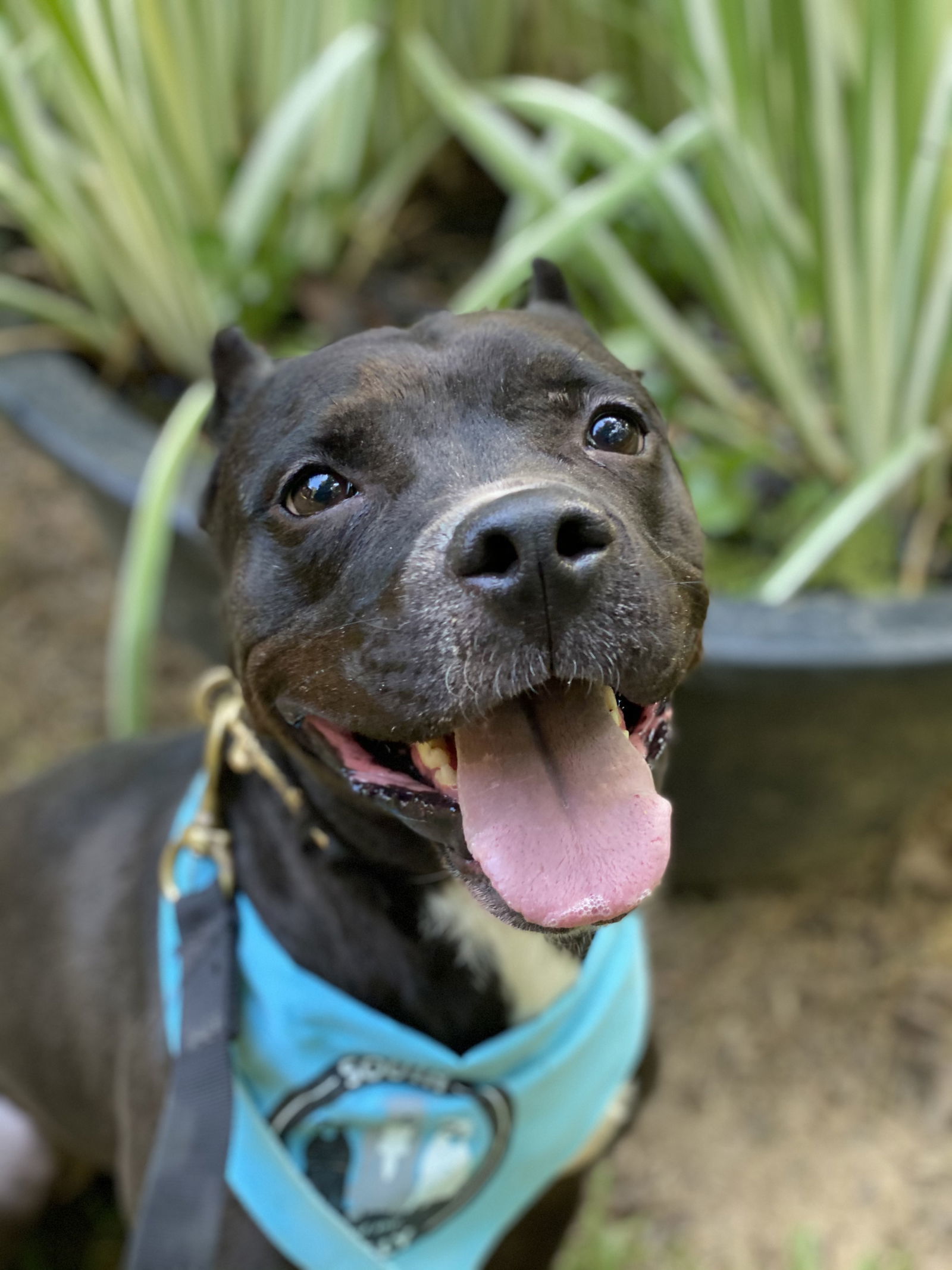 Squiggy, an adoptable Pit Bull Terrier in Charlotte, NC, 28278 | Photo Image 1