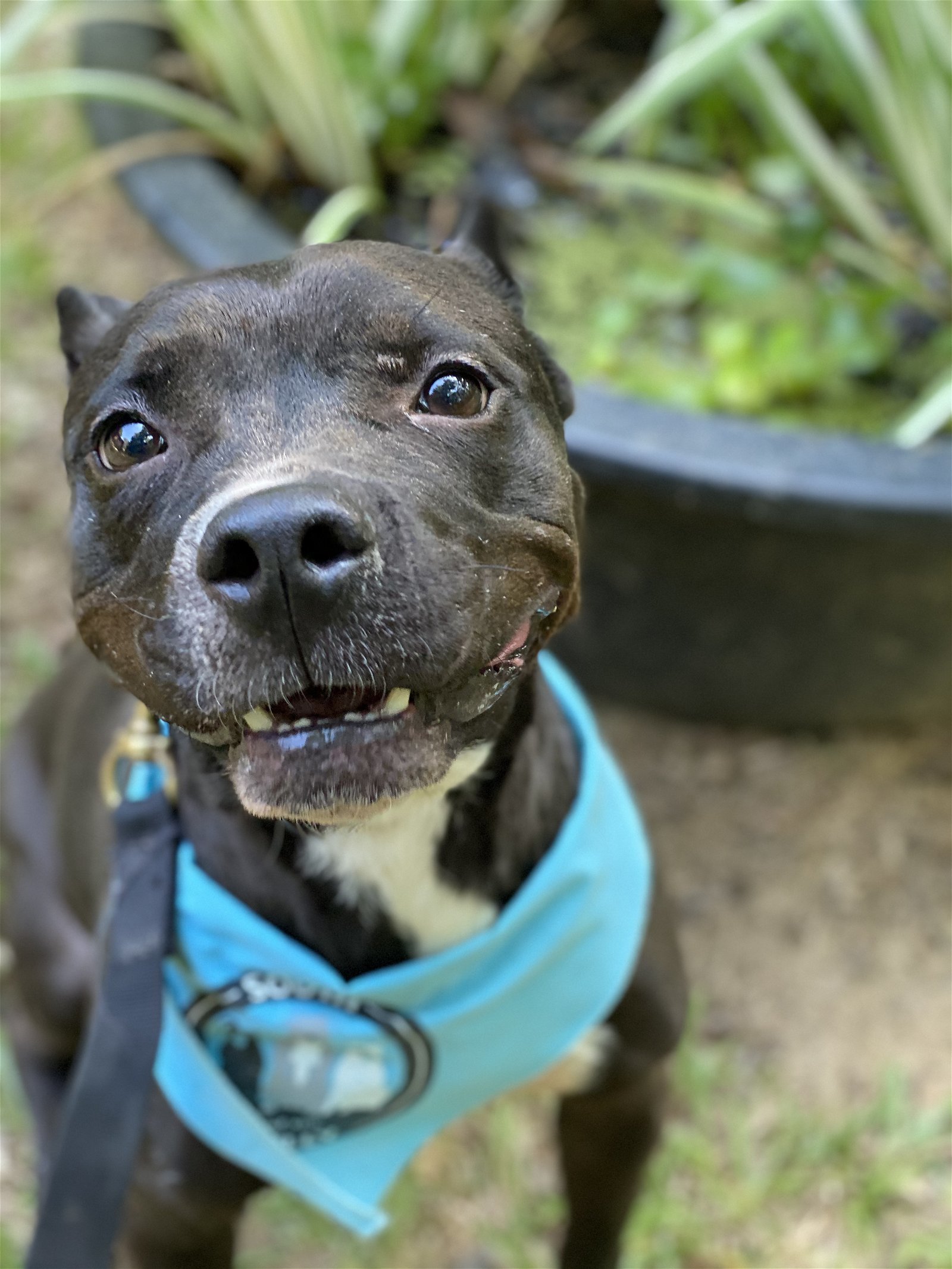 Squiggy, an adoptable Pit Bull Terrier in Charlotte, NC, 28278 | Photo Image 2