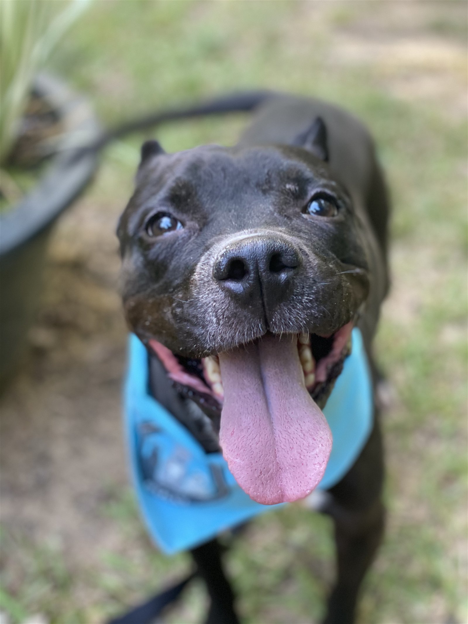 Squiggy, an adoptable Pit Bull Terrier in Charlotte, NC, 28278 | Photo Image 3