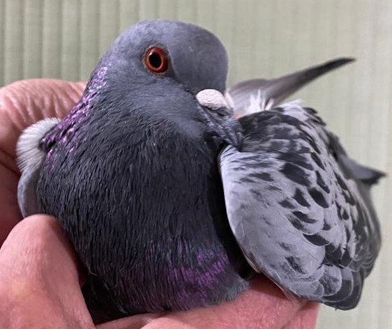 Dove For Adoption Clipper A Pigeon In Chicago Il Petfinder