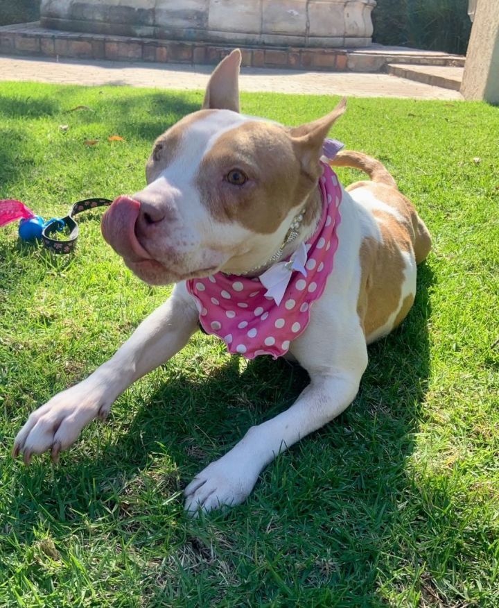Gertie, an adoptable Staffordshire Bull Terrier & Bull Terrier Mix in Newport Beach, CA_image-4