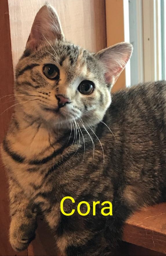 Cora (and Dora) 1