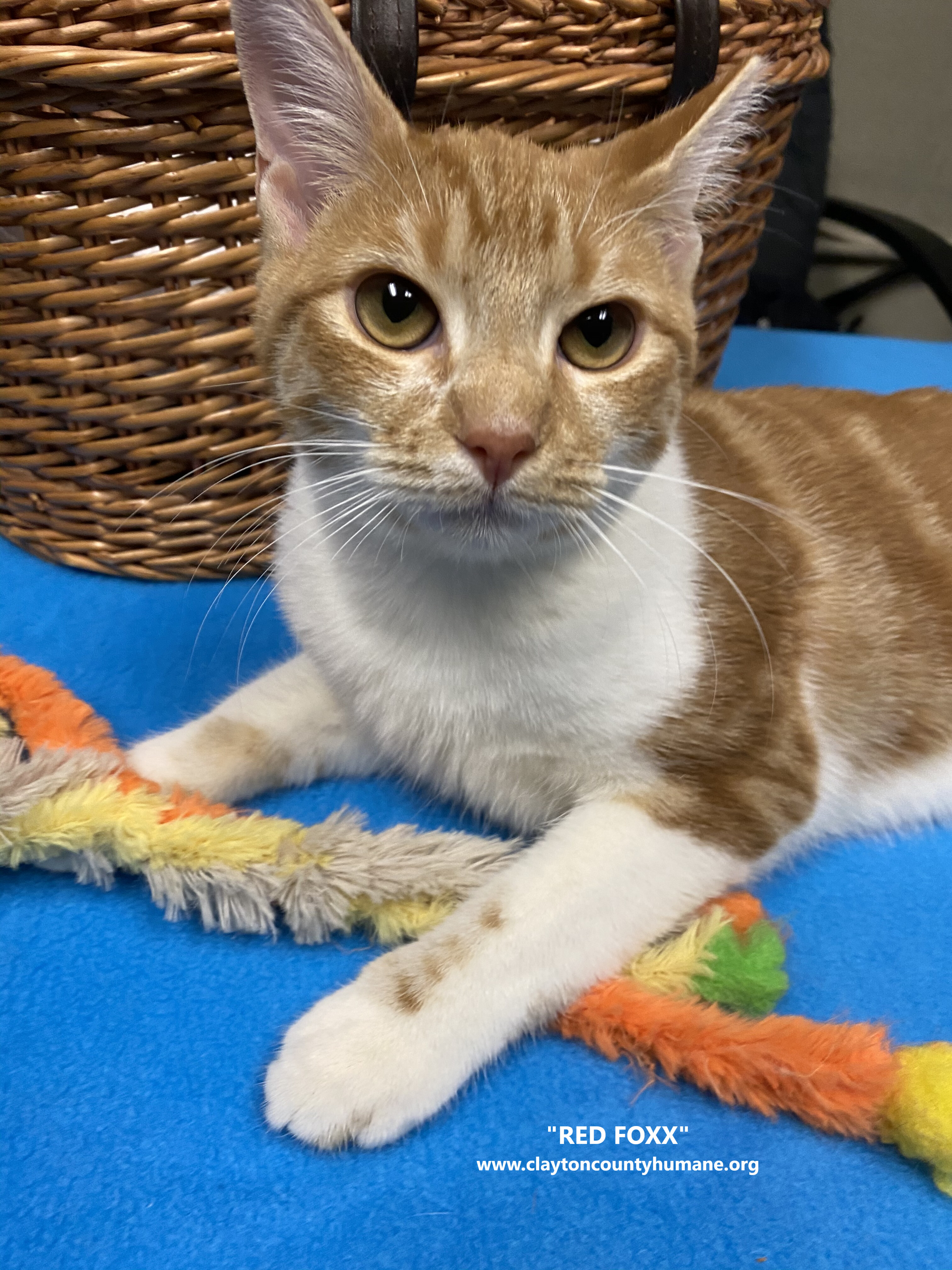 Red Foxx, an adoptable Domestic Short Hair in Jonesboro, GA, 30236 | Photo Image 1