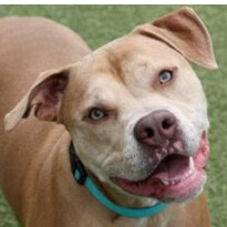 Canello, an adoptable American Bully Mix in Hoffman Estates, IL_image-2