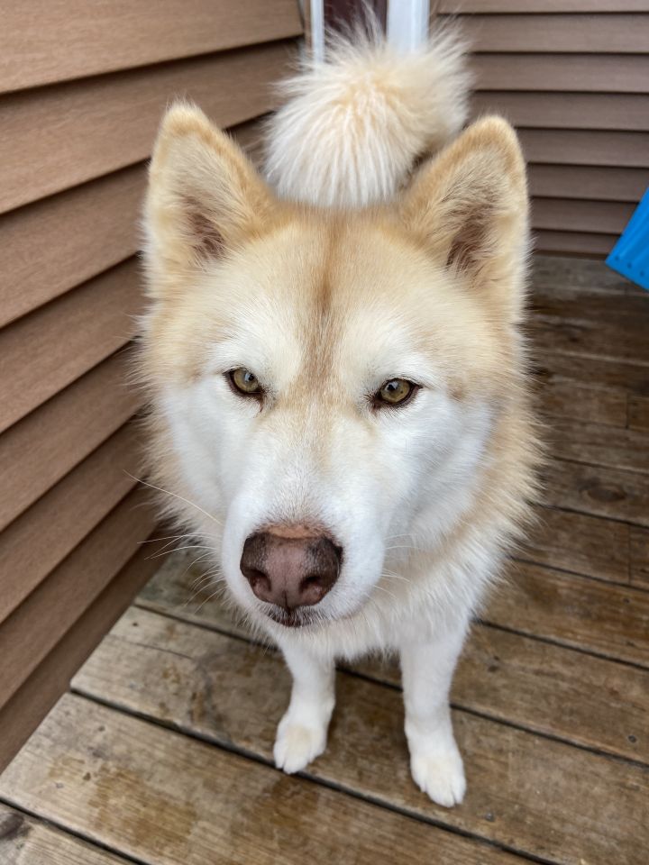 Dog For Adoption Kimba A Siberian Husky Mix In Watertown Wi Petfinder