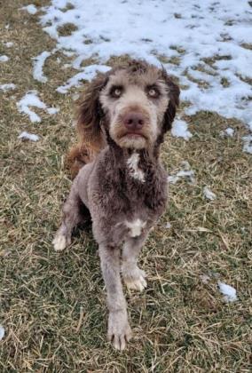 Dog For Adoption Toaster An Australian Shepherd Poodle Mix In Franklin In Petfinder