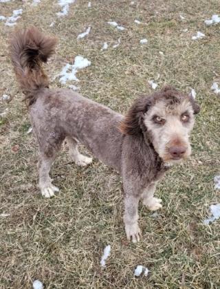 Dog For Adoption Toaster An Australian Shepherd Poodle Mix In Franklin In Petfinder