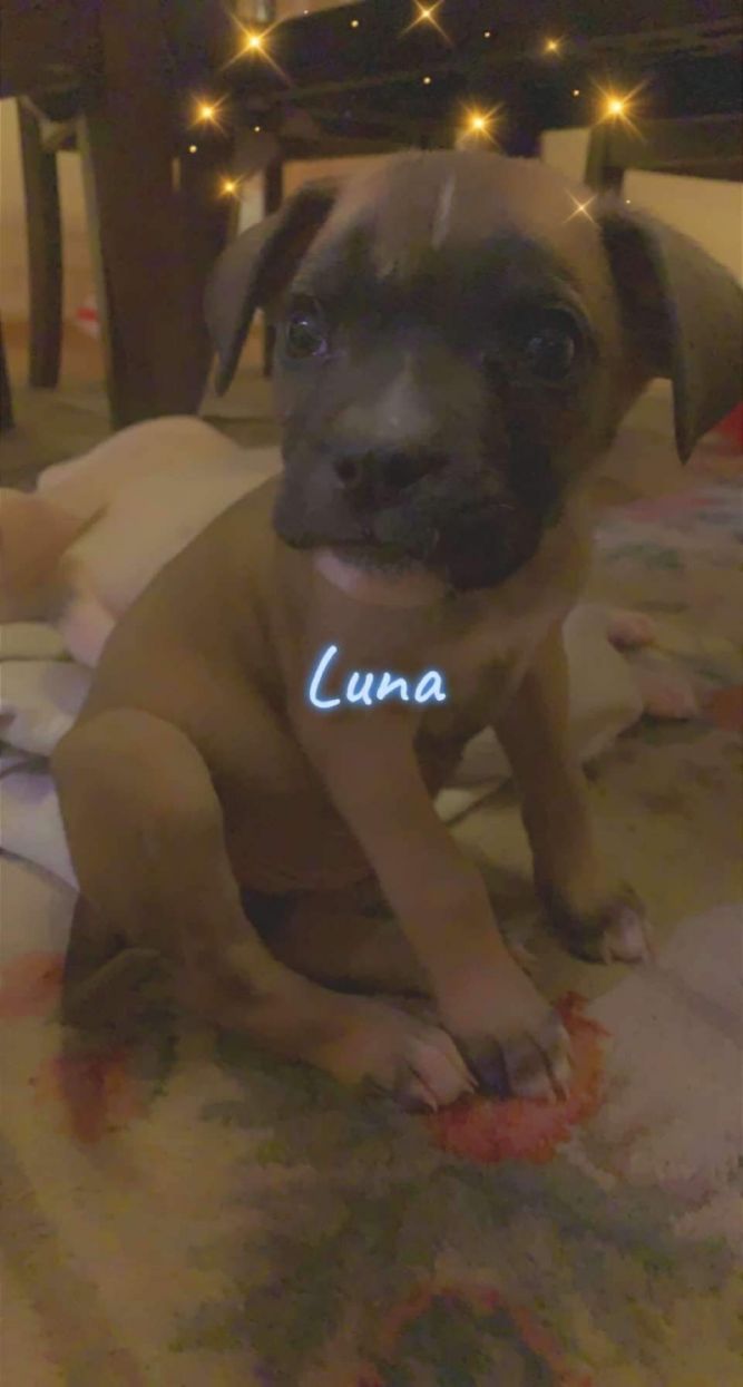 Luna - current applications under review/not taking additional applications
