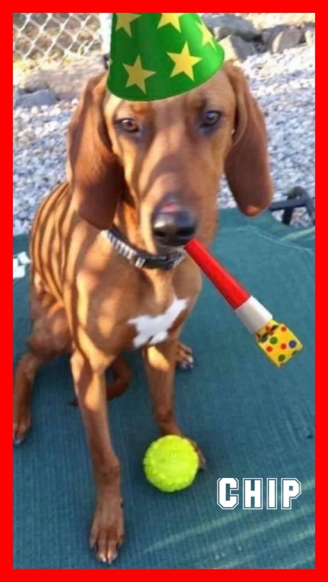 Chip, an adoptable Coonhound in Jackson, NJ_image-2