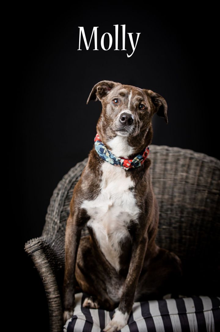 Molly, an adoptable Mixed Breed in North Myrtle Beach, SC_image-1