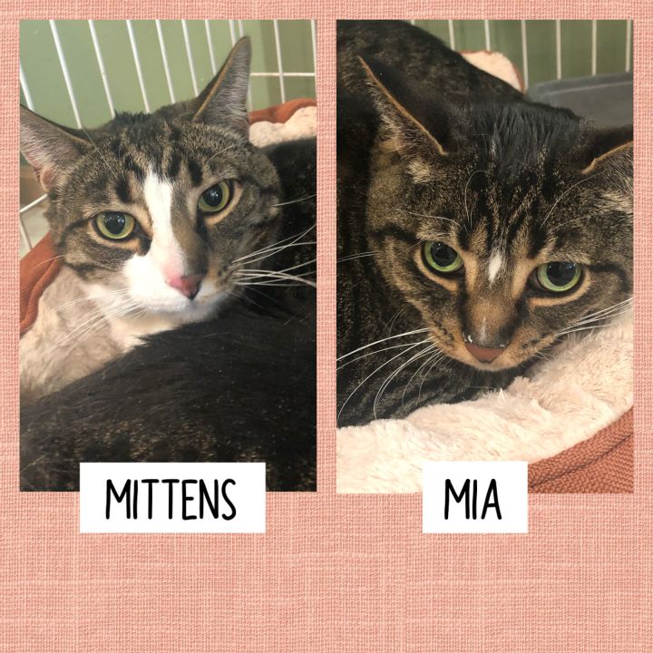 Mittens & Mia 1