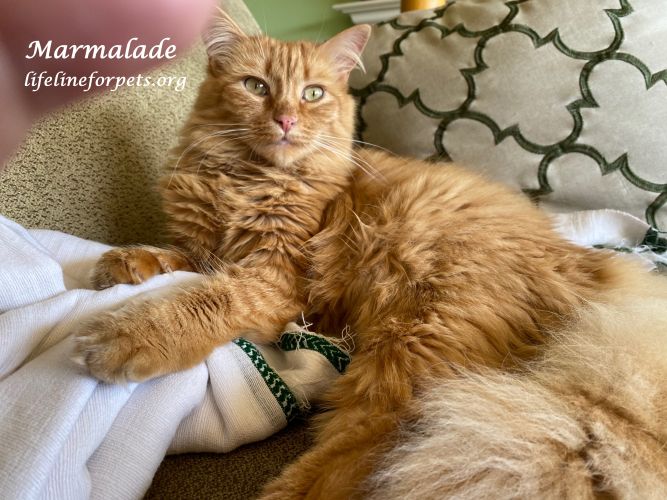 Cat for adoption MARMALADE, a Domestic Long Hair in Monrovia, CA