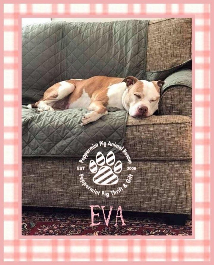Eva, an adoptable Pit Bull Terrier & American Staffordshire Terrier Mix in Cincinnati, OH_image-1