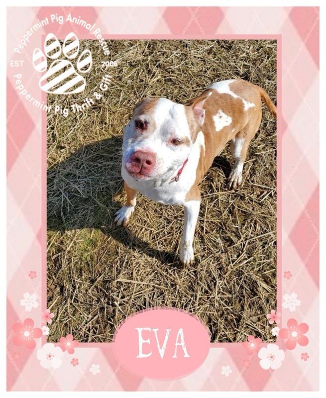 Eva, an adoptable Pit Bull Terrier, American Staffordshire Terrier in Cincinnati, OH, 45255 | Photo Image 3