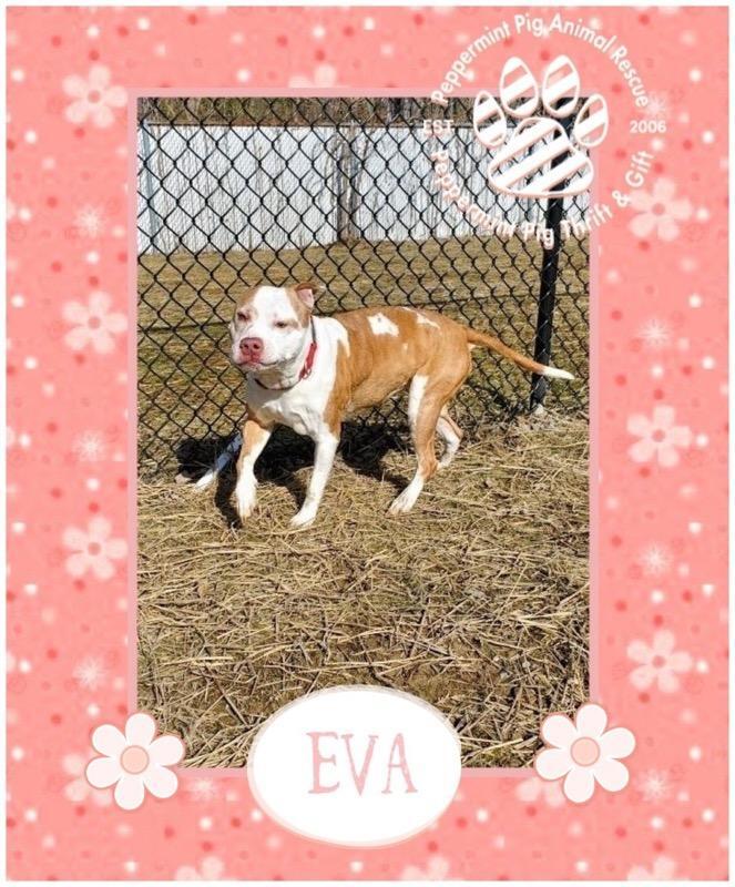 Eva, an adoptable Pit Bull Terrier, American Staffordshire Terrier in Cincinnati, OH, 45255 | Photo Image 5