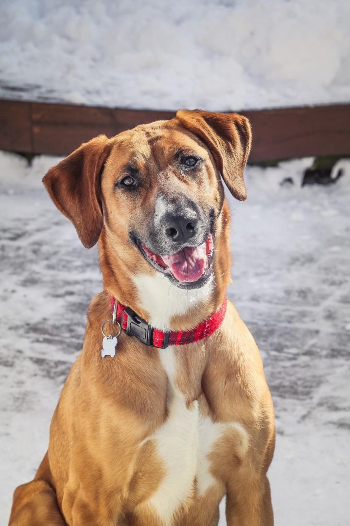 Holly- I’m a SWEETIE, an adopted Great Dane & Collie Mix in Warrenville, IL_image-5