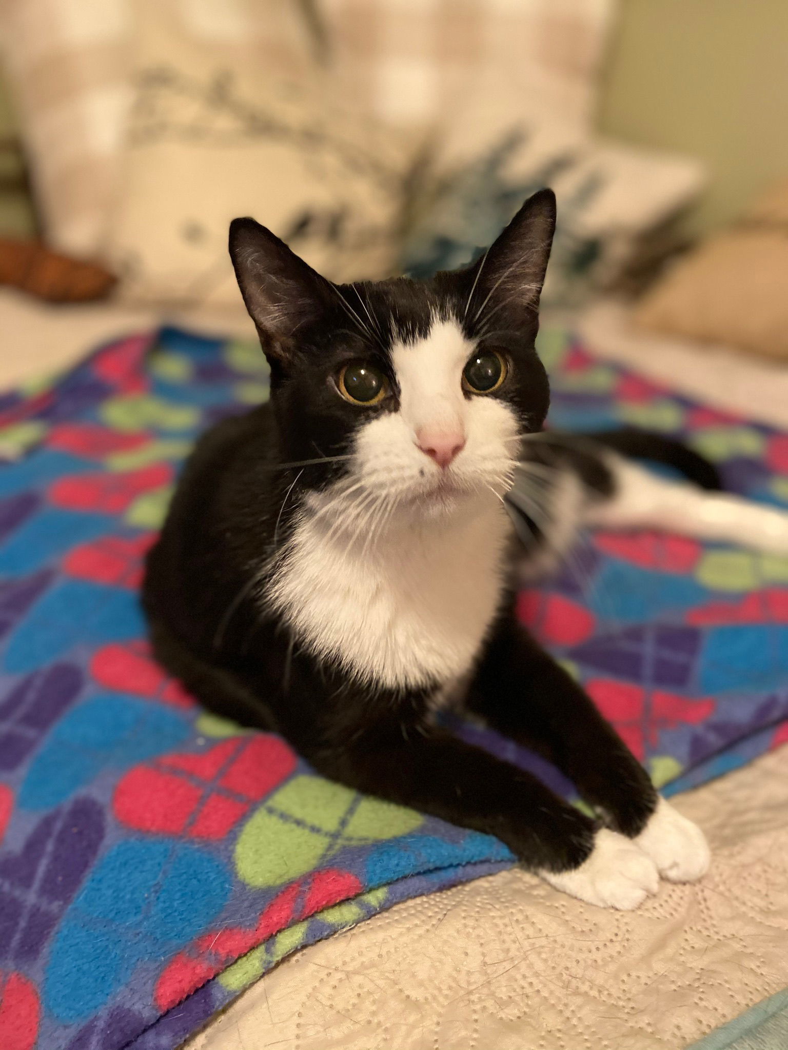 Daisy, an adoptable Tuxedo in O'Fallon, MO, 63366 | Photo Image 1