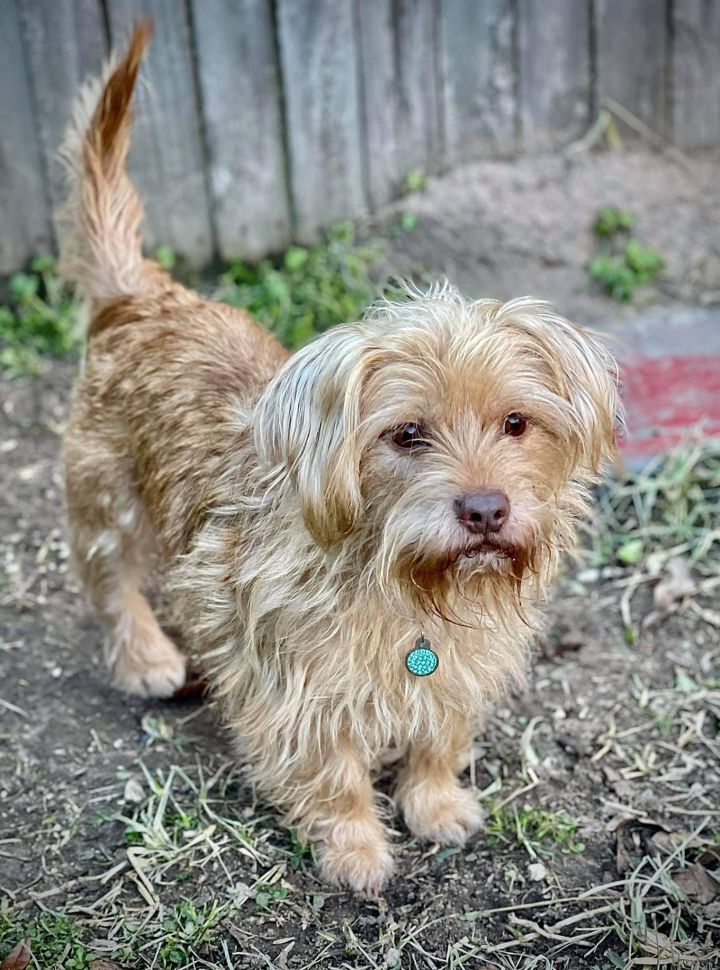 Paisley, an adopted Yorkshire Terrier & Cairn Terrier Mix in Spring, TX_image-4