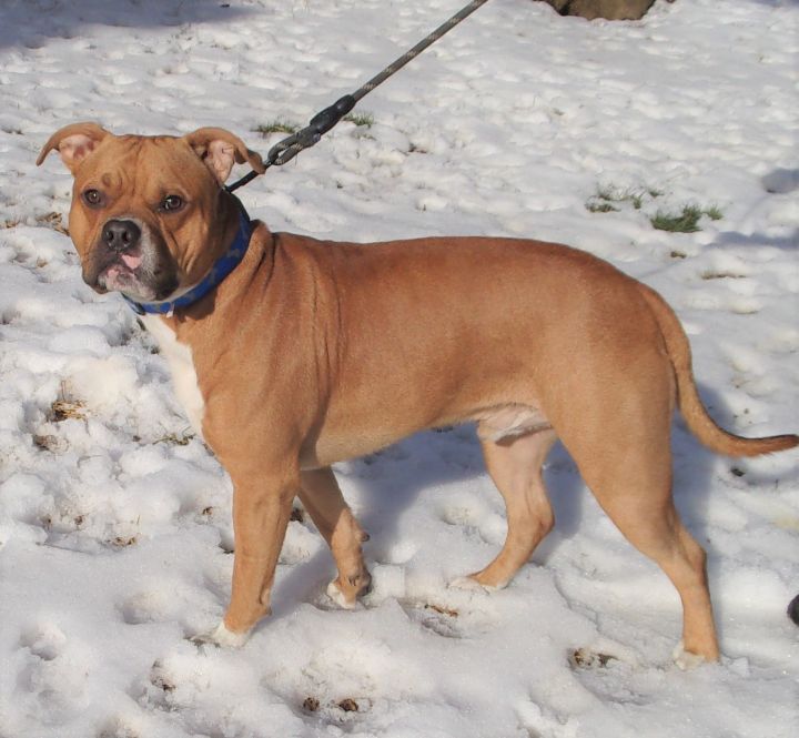 Rockstar, an adopted Boxer Mix in West Chicago, IL_image-2