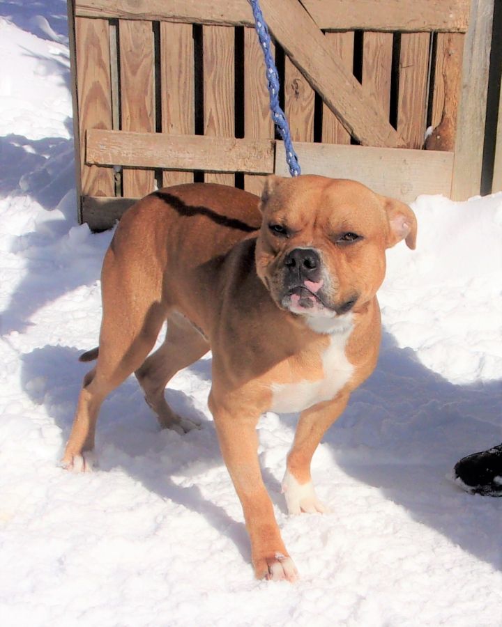 Rockstar, an adopted Boxer Mix in West Chicago, IL_image-4