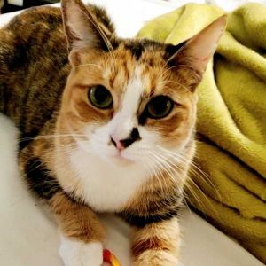 Primrose (darling polydactyl!)