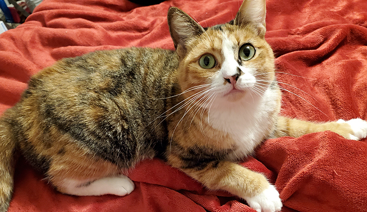 Primrose (darling polydactyl!) 2